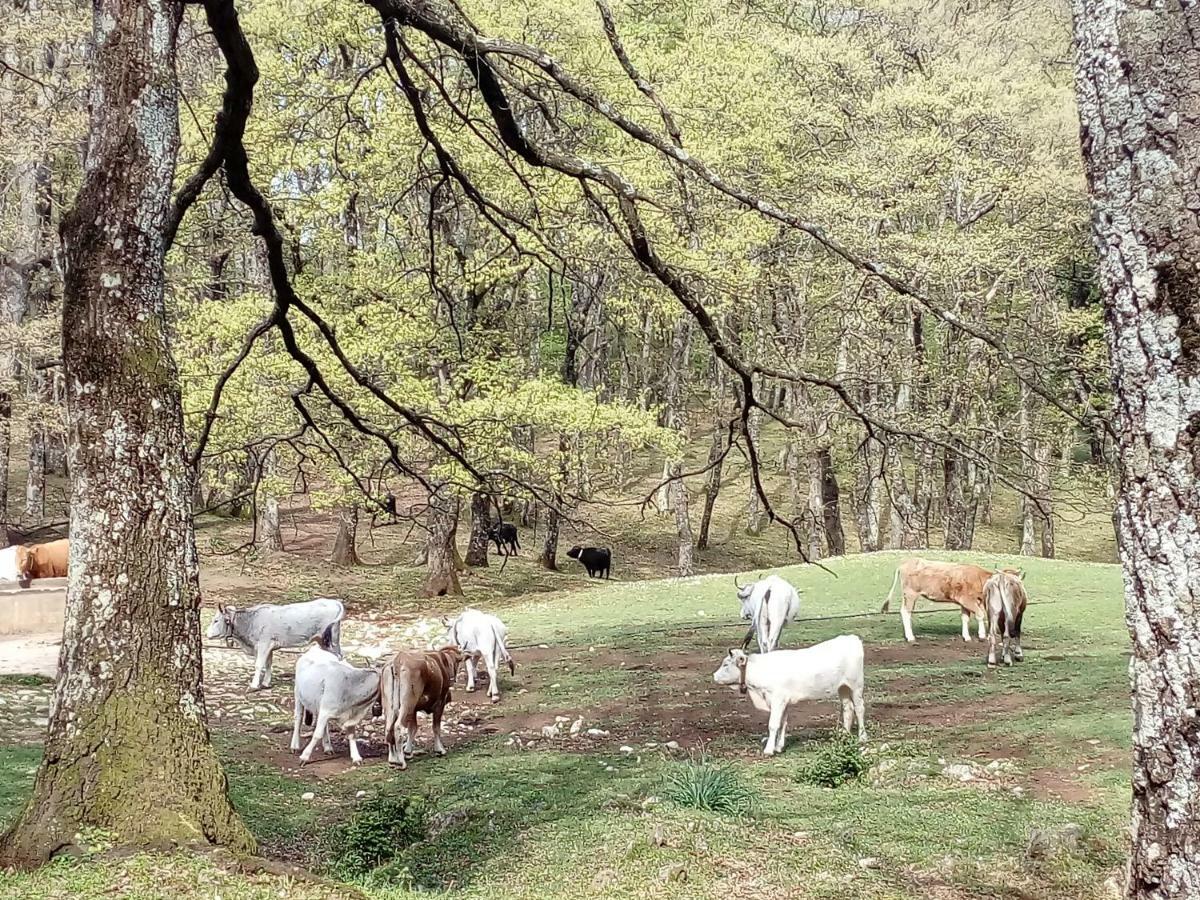 Gio Horses B&B 산니칸드로 가르가니코 외부 사진